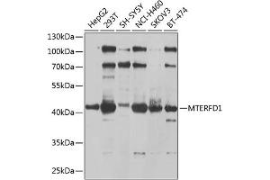 Western blot analysis of extracts of various cell lines, using MTERFD1 antibody (ABIN6133170, ABIN6144131, ABIN6144133 and ABIN6225104) at 1:1000 dilution. (MTERFD1 抗体  (AA 69-300))
