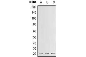 Western blot analysis of SLC25A11 expression in HepG2 (A), Raw264.