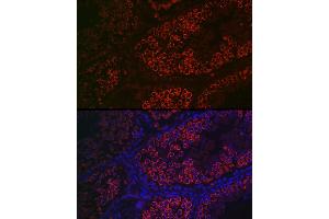 Immunofluorescence analysis of mouse testis using DDX4 Rabbit pAb (ABIN7266705) at dilution of 1:100 (40x lens). (DDX4 抗体  (AA 1-300))