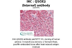 Image no. 1 for anti-Quiescin Q6 Sulfhydryl Oxidase 2 (QSOX2) (Internal Region) antibody (ABIN1738669) (QSOX2 抗体  (Internal Region))