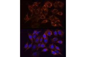 Immunofluorescence (IF) image for anti-NADH Dehydrogenase (Ubiquinone) Fe-S Protein 1, 75kDa (NADH-Coenzyme Q Reductase) (NDUFS1) (AA 80-290) antibody (ABIN7268819)