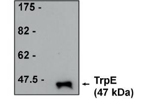 Western Blotting (WB) image for anti-TrpE antibody (ABIN264456) (TrpE 抗体)