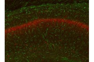 Adult WT and KO mouse hippocampus immunofluorescence with N206A/8 (green) and KC rabbit anti- Kv2. (GFAP 抗体  (AA 411-422))