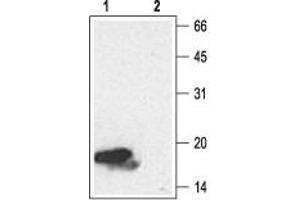 Western blot analysis of Recombinant human Neurotrophin-4 (NT-4) protein (#N-270), (10 ng): - 1. (Neurotrophin 4 抗体  (Intracellular))