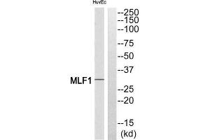 Western Blotting (WB) image for anti-Myeloid Leukemia Factor 1 (MLF1) (Internal Region) antibody (ABIN1851605) (MLF1 抗体  (Internal Region))