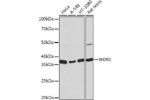 Western blot analysis of extracts of various cell lines, using WDR5 Rabbit mAb (ABIN7271358) at 1:1000 dilution. (WDR5 抗体)