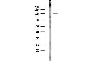 anti-Ectonucleotide pyrophosphatase/phosphodiesterase 3 (ENPP3) (C-Term) antibody