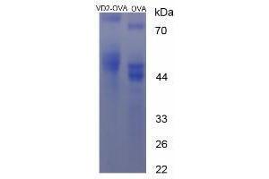 Image no. 2 for Vitamin D2 peptide (Ovalbumin) (ABIN5666412) (Vitamin D2 peptide (Ovalbumin))
