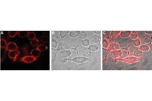 Immunocytochemistry (ICC) image for anti-Potassium Inwardly-Rectifying Channel, Subfamily J, Member 10 (KCNJ10) (AA 93-106), (Extracellular) antibody (ABIN7043471)