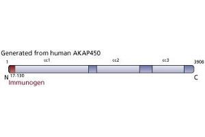 Image no. 3 for anti-A Kinase (PRKA) Anchor Protein (Yotiao) 9 (AKAP9) (AA 17-130) antibody (ABIN968571) (AKAP9 抗体  (AA 17-130))