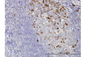 Immunoperoxidase of monoclonal antibody to CCNB1 on formalin-fixed paraffin-embedded human tonsil. (Cyclin B1 抗体  (AA 1-90))