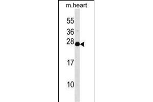 NUDT4 Antibody (N-term) (ABIN1538814 and ABIN2848810) western blot analysis in mouse heart tissue lysates (35 μg/lane). (NUDT4 抗体  (N-Term))