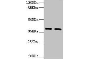 Western blot All lanes: QKI antibody at 1. (QKI 抗体  (AA 1-341))