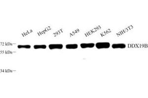 Western blot analysis of DDX19B (ABIN7073694) at dilution of 1: 800 (DDX19B 抗体)