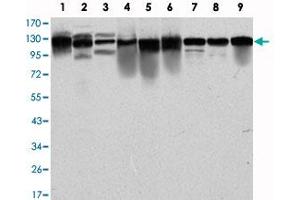 Western blot analysis using MCM2 monoclonal antibody, clone 2B3  against PC-12 (1), Cos7 (2), NIH/3T3 (3), HepG2 (4), HEK293 (5), K-562 (6), Jurkat (7), HeLa (8) and MCF-7 (9) cell lysate. (MCM2 抗体)
