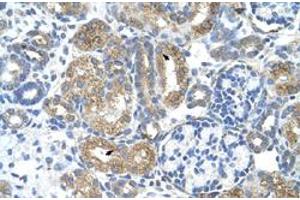 Immunohistochemical staining (Formalin-fixed paraffin-embedded sections) of human kidney with COBLL1 polyclonal antibody  at 4-8 ug/mL working concentration. (COBLL1 抗体  (N-Term))