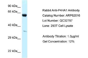 Western Blotting (WB) image for anti-Prolyl 4-Hydroxylase, alpha Polypeptide I (P4HA1) (Middle Region) antibody (ABIN971345) (P4HA1 抗体  (Middle Region))