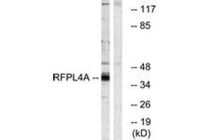 Western blot analysis of extracts from HuvEc cells, using RFPL4A Antibody. (RFPL4A 抗体  (AA 155-204))