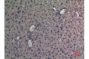 Immunohistochemistry (IHC) analysis of paraffin-embedded Mouse Liver, antibody was diluted at 1:100. (Prothrombin 抗体  (Internal Region))