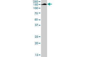 AFF4 MaxPab rabbit polyclonal antibody. (AFF4 抗体  (AA 1-365))