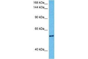 Host:  Mouse  Target Name:  KCNQ2  Sample Tissue:  Mouse Liver  Antibody Dilution:  1ug/ml (KCNQ2 抗体  (Middle Region))