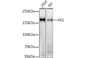 Western blot analysis of extracts of various cell lines, using (ABIN7265574) at 1:1000 dilution.