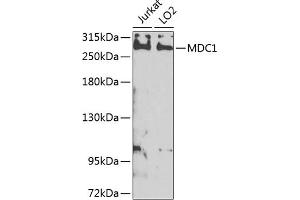 Western blot analysis of extracts of various cell lines, using MDC1 antibody (ABIN6131721, ABIN6143660, ABIN6143662 and ABIN6224387) at 1:1000 dilution. (MDC1 抗体  (AA 1-350))