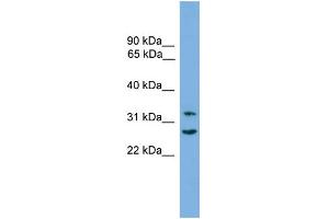 WB Suggested Anti-FSTL1 Antibody Titration: 0. (FSTL1 抗体  (C-Term))