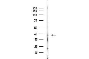 anti-G Protein-Coupled Receptor 171 (GPR171) (Internal Region) antibody