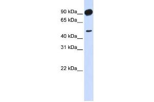 Western Blotting (WB) image for anti-Adducin 2 (Beta) (ADD2) antibody (ABIN2459527) (ADD2 抗体)
