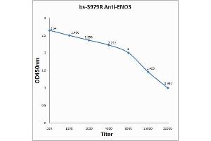 Antigen: 0. (ENO3 抗体  (AA 341-434))