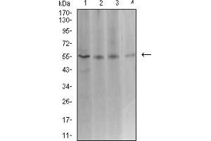 Western blot analysis using ASF1B mouse mAb against Hela (1), COS7 (2), HCT116 (3), and CHO3D10 (4) cell lysate. (ASF1B 抗体  (AA 1-202))