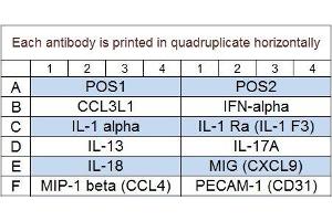 Image no. 1 for Porcine Cytokine Array Q2 (ABIN4956084)