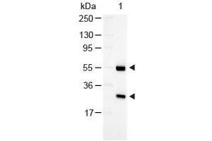 Western Blotting (WB) image for Rabbit anti-Goat IgG (Heavy & Light Chain) antibody (Alkaline Phosphatase (AP)) - Preadsorbed (ABIN101206)