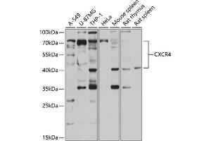 Western blot analysis of extracts of various cell lines, using CXCR4 antibody (ABIN6131543, ABIN6139284, ABIN6139286 and ABIN6217755) at 1:1000 dilution. (CXCR4 抗体  (AA 1-42))
