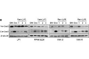 Nam decreases MM cell viability and induces their apoptosis. (TUBB 抗体  (AA 40-260))