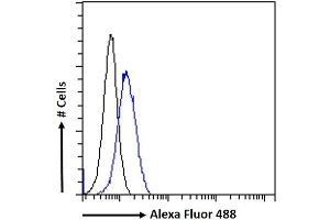 (ABIN190860) Flow cytometric analysis of paraformaldehyde fixed HeLa cells (blue line), permeabilized with 0. (ATAD5 抗体  (Internal Region))