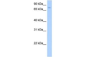SV2A antibody used at 0. (SV2A 抗体  (Middle Region))