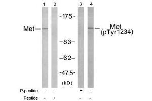 Image no. 1 for anti-Met Proto-Oncogene (MET) (Tyr1234) antibody (ABIN197461) (c-MET 抗体  (Tyr1234))
