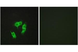 Immunofluorescence analysis of HepG2 cells, using ARMX3 Antibody. (ARMCX3 抗体  (AA 291-340))