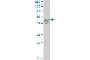 ADFP MaxPab polyclonal antibody. (ADRP 抗体  (AA 1-437))