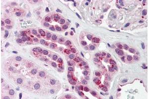 Human Kidney (formalin-fixed, paraffin-embedded) stained with PCBP4 antibody ABIN214462 at 2. (PCBP4 抗体  (C-Term))