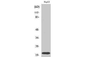 Western Blotting (WB) image for anti-Ras Homolog Gene Family, Member A (RHOA) (Ser155) antibody (ABIN3186754) (RHOA 抗体  (Ser155))