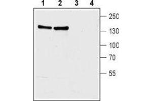 Western blot analysis of rat (lanes 1 and 3) and mouse (lanes 2 and 4) brain membranes: - 1,2. (SLC8A1 抗体  (3rd Intracellular Loop))