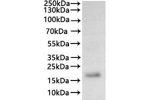 ABIN7937575, ABIN8117963 and ABIN8117964 is detected by Mouse anti-6*His monoclonal antibody.
