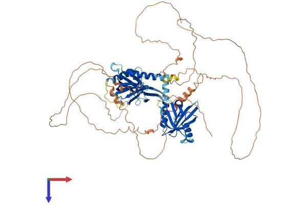 FE65 Protein (AA 1-710) (His tag)