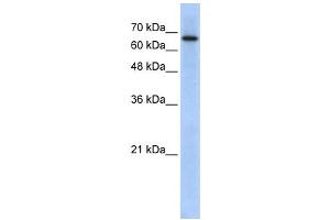 Western Blotting (WB) image for anti-rho GTPase Activating Protein 28 (ARHGAP28) antibody (ABIN2459688) (ARHGAP28 抗体)