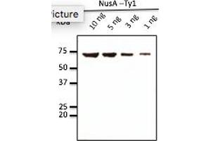 Western Blotting (WB) image for anti-Ty1 Tag antibody (ABIN7272974) (Ty1 Tag 抗体)