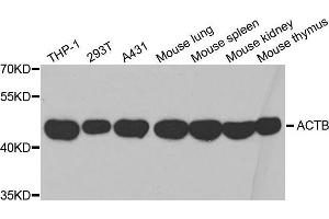 Western blot analysis of extracts of various cell lines, using β-actin antibody. (beta Actin 抗体  (AA 1-375))