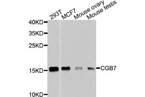 Western blot analysis of extracts of various cell lines, using CGB7 antibody. (CGB7 抗体)